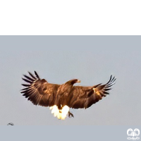 گونه عقاب دریایی دم سفید White tailed Eagle